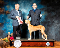 Saluki #9 Sat 4to6 G1 Judge Richard Albee