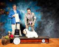 Sealyham Terrier #6 Sat G4 Judge FILIBERTO ARNIELLA