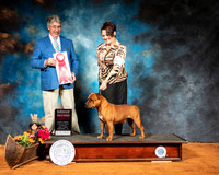 Staffordshire Bull Terrier #5 Sat G2 Judge FILIBERTO ARNIELLA