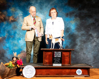 Toy Fox Terrier #6 Sat BOS NCh  Judge Dr Gareth Morgan Jones