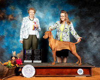 Vizsla #8 Sat BOB OHBOB Judge Laurie Telfair