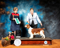 Welsh Springer Springer #6 Sat OHG3 Judge Lorraine Bisso