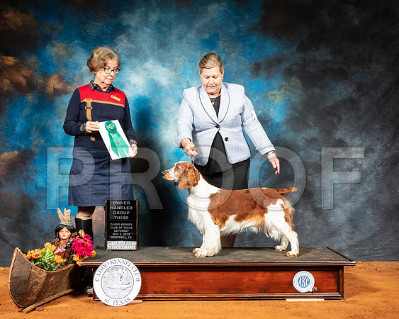 Welsh Springer Springer #6 Sat OHG3 Judge Lorraine Bisso-SSR_6908-Mrshl2019-HR3