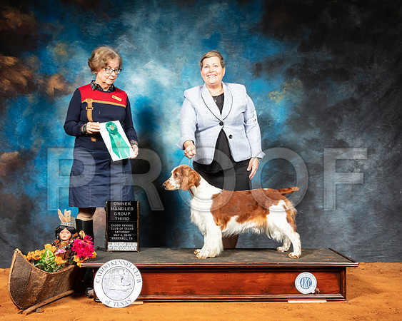 Welsh Springer Springer #6 Sat OHG3 Judge Lorraine Bisso-SSR_6909-Mrshl2019-HR3