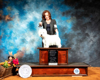 West Highland White Terrier #5 Sat RESHOOT
