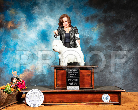 West Highland White Terrier #5 Sat RESHOOT-SSR_6881-Mrshl2019-HR3