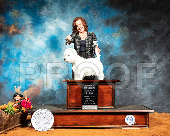 West Highland White Terrier #5 Sat RESHOOT-SSR_6882-Mrshl2019-HR3
