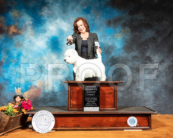 West Highland White Terrier #5 Sat RESHOOT-SSR_6883-Mrshl2019-HR3