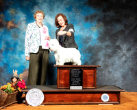 West Highland White Terrrier #5 Sat OHG1 Judge Laurie Telfair
