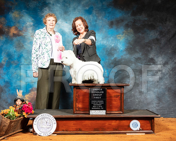 West Highland White Terrrier #5 Sat OHG1 Judge Laurie Telfair-SSR_6872-Mrshl2019-HR3