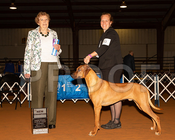 Rhodesian Ridgeback #9 Sat BOW NCh Judge Laurie Telfair-_ST_5135-Mrshl2019-HR3