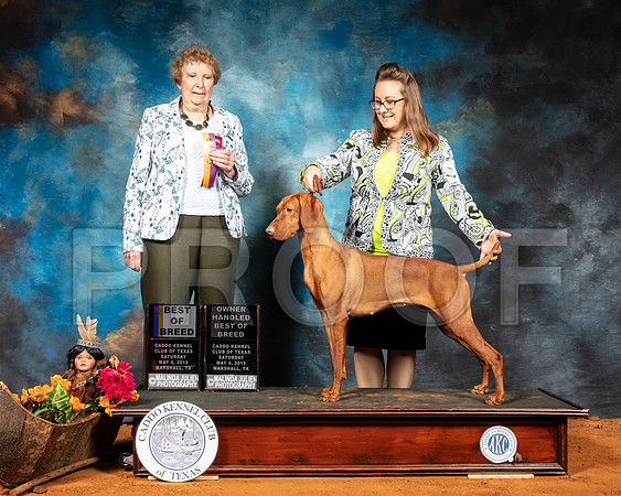 Vizsla #8 Sat BOB OHBOB Judge Laurie Telfair-SSR_6858-Mrshl2019-HR3