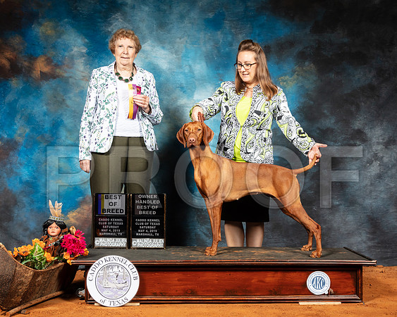 Vizsla #8 Sat BOB OHBOB Judge Laurie Telfair-SSR_6859-Mrshl2019-HR3