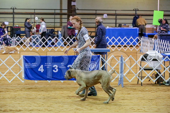 Cane Corso #5 Sat Rings-JJJ_9838-Mrshl2019-HR3