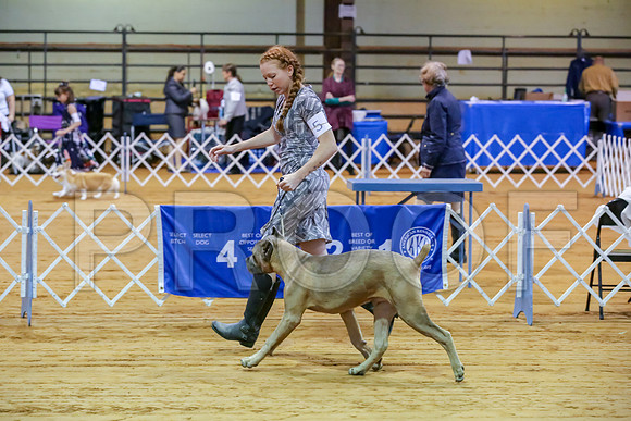 Cane Corso #5 Sat Rings-JJJ_9839-Mrshl2019-HR3