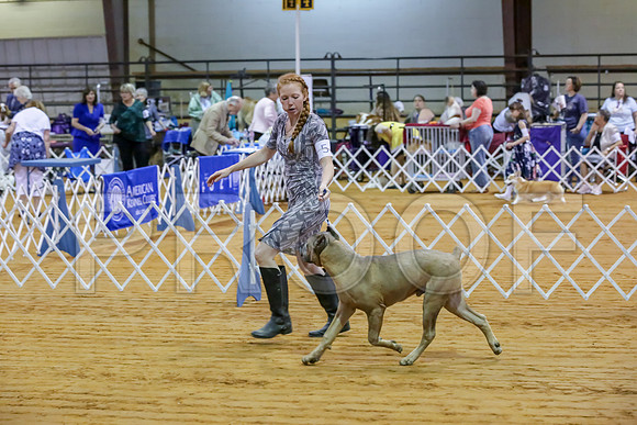 Cane Corso #5 Sat Rings-JJJ_9846-Mrshl2019-HR3