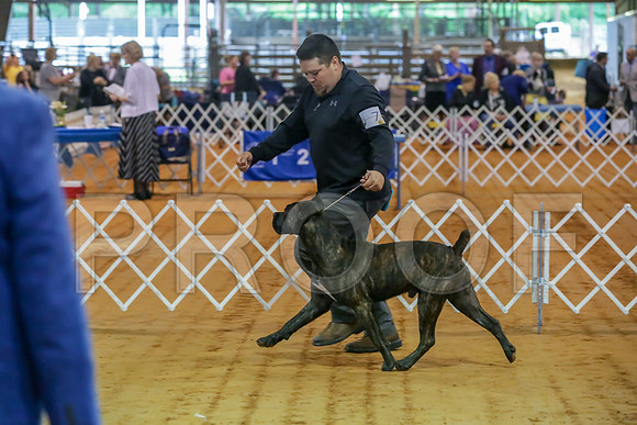 Cane Corso #7 Sat Rings-JJJ_9872-Mrshl2019-HR3