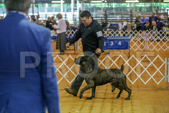 Cane Corso #7 Sat Rings-JJJ_9873-Mrshl2019-HR3