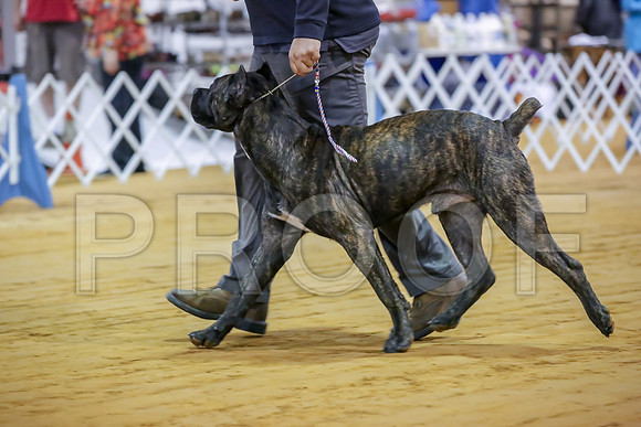 Cane Corso #7 Sat Rings-JJJ_9880-Mrshl2019-HR3