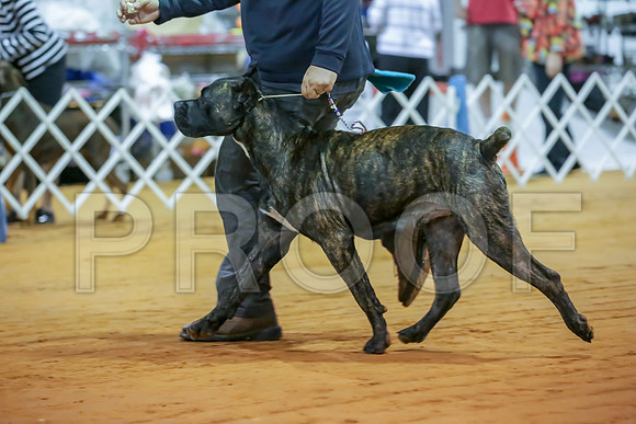 Cane Corso #7 Sat Rings-JJJ_9883-Mrshl2019-HR3