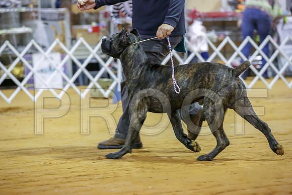 Cane Corso #7 Sat Rings-JJJ_9885-Mrshl2019-HR3
