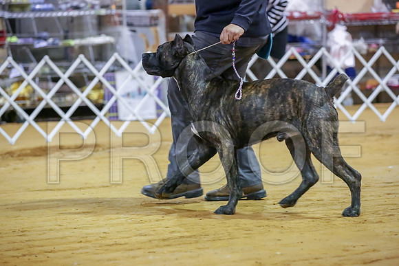 Cane Corso #7 Sat Rings-JJJ_9886-Mrshl2019-HR3