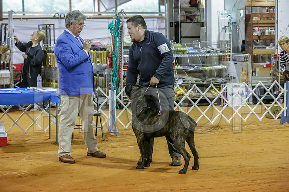 Cane Corso #7 Sat Rings-JJJ_9887-Mrshl2019-HR3