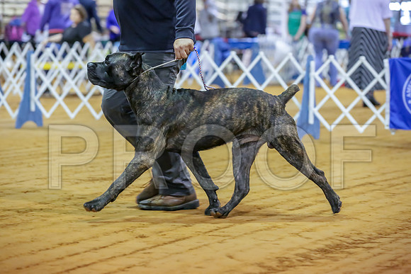 Cane Corso #7 Sat Rings-JJJ_9892-Mrshl2019-HR3