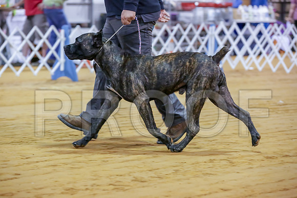 Cane Corso #7 Sat Rings-JJJ_9897-Mrshl2019-HR3