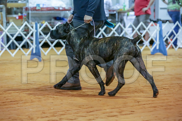 Cane Corso #7 Sat Rings-JJJ_9900-Mrshl2019-HR3