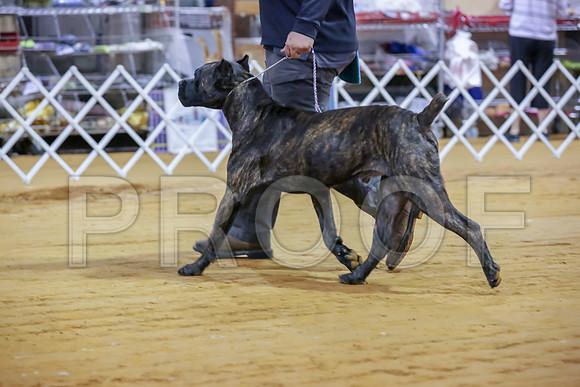 Cane Corso #7 Sat Rings-JJJ_9902-Mrshl2019-HR3