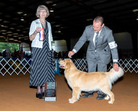 Golden Retriever #2? Sat BOS Judge Nancy Simmons