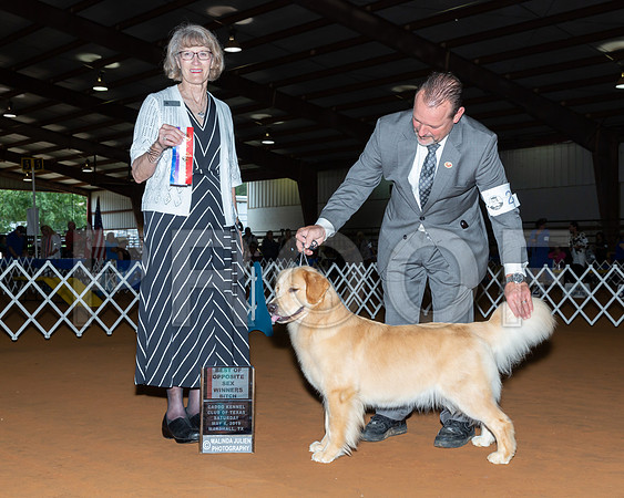 Golden Retriever #2? Sat BOS Judge Nancy Simmons-_ST_5154-Mrshl2019-HR3