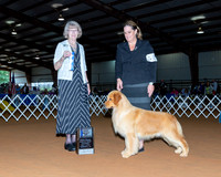 Golden Retriever #2? Sat BOW Judge Nancy Simmons