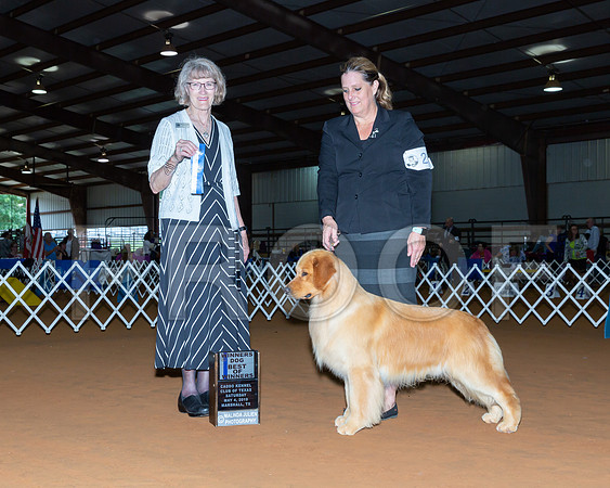 Golden Retriever #2? Sat BOW Judge Nancy Simmons-_ST_5158-Mrshl2019-HR3
