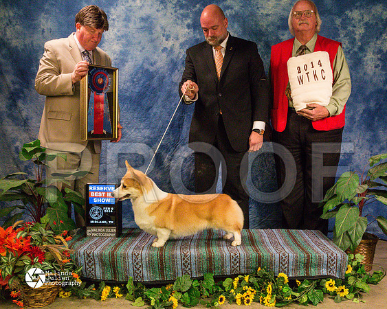 corgiPW-9458-MidFeb14-HR