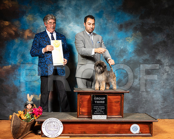 Affenpinscher #9 Sun G4 Judge FILIBERTO ARNIELLA-SSR_7348-Mrshl2019-HR3