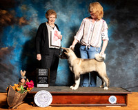 Akita #6 Sun PG1 Judge Laurie Telfair