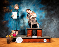 American Hairless Terrier #6 Sun Judge Nancy Simmons