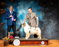 Australian Shepherd #31 Sun WD Judge FILIBERTO ARNIELLA
