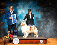 Australian Shepherd #5 Sun G1 Judge FILIBERTO ARNIELLA
