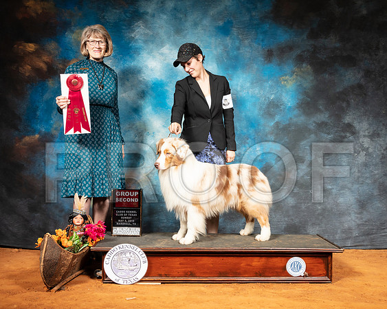 Australian Shepherd #7 Sun G2 Judge Nancy Simmons-SSR_7319-Mrshl2019-HR3