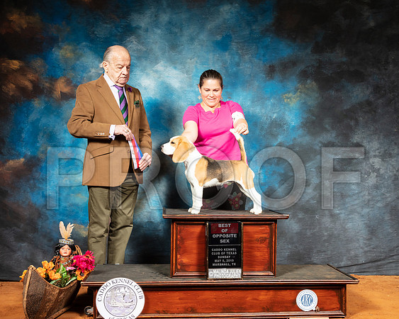 Beagle #12 Sun BOS Judge Dr Gareth Morgan Jones-SSR_7113-Mrshl2019-HR3