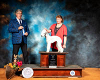Bedlington Terrier #5 Sun BOW Judge FILIBERTO ARNIELLA