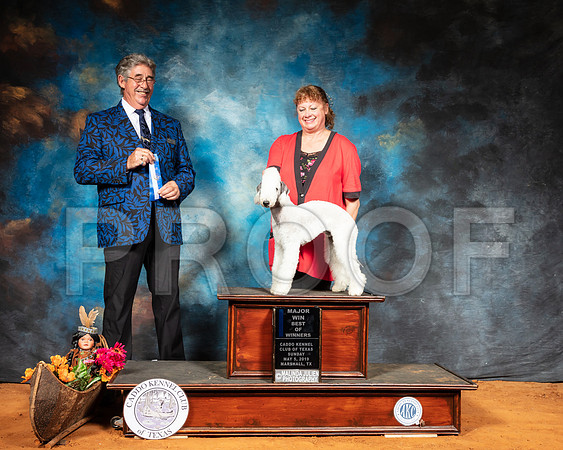 Bedlington Terrier #5 Sun BOW Judge FILIBERTO ARNIELLA-SSR_7222-Mrshl2019-HR3