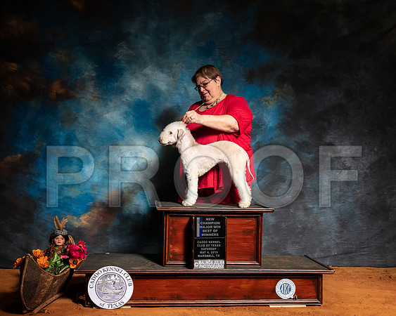 Bedlington Terrier #9 Sun BOW-SSR_7146-Mrshl2019-HR3