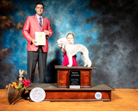 Bedlington Terrier Sat Best Jr in Match