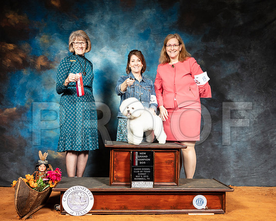 Bichon Frise #16 Sun BOS NGrCh Judge Nancy Simmons-SSR_7179-Mrshl2019-HR3