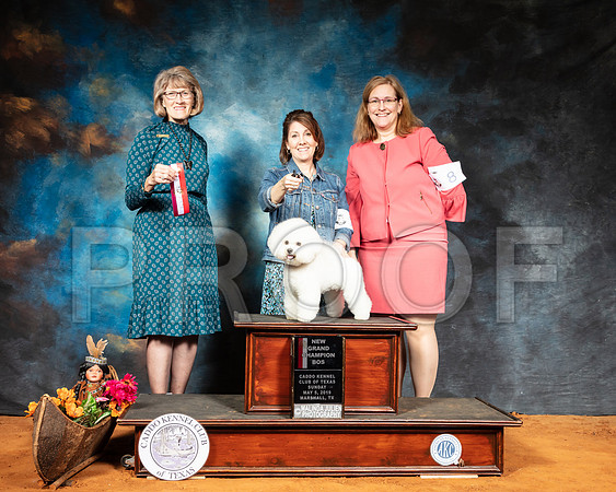 Bichon Frise #16 Sun BOS NGrCh Judge Nancy Simmons-SSR_7180-Mrshl2019-HR3