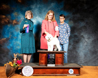 Bichon Frise #8 Sun WB Maj Judge Nancy Simmons